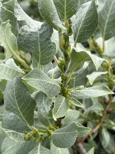 Image of Salix barrattiana by no rights reserved