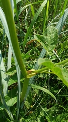 Aegopodium podagraria