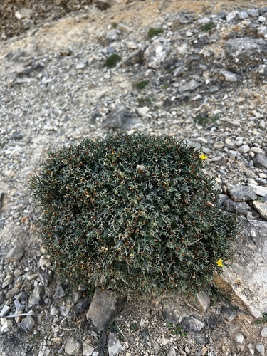 Image of Launaea cervicornis by (c) Alex Stuart, some rights reserved (CC BY)