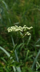 Aegopodium podagraria