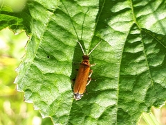 Cantharis figurata