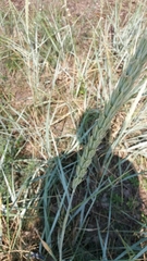 Leymus arenarius