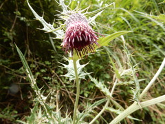 Cirsium suzukii