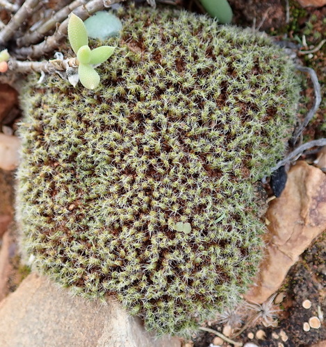 Image of Pseudocrossidium crinitum by (c) Nicola van Berkel, some rights reserved (CC BY-SA)