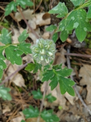 Hydrophyllum occidentale
