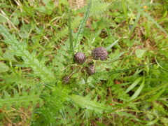 Cirsium suzukii
