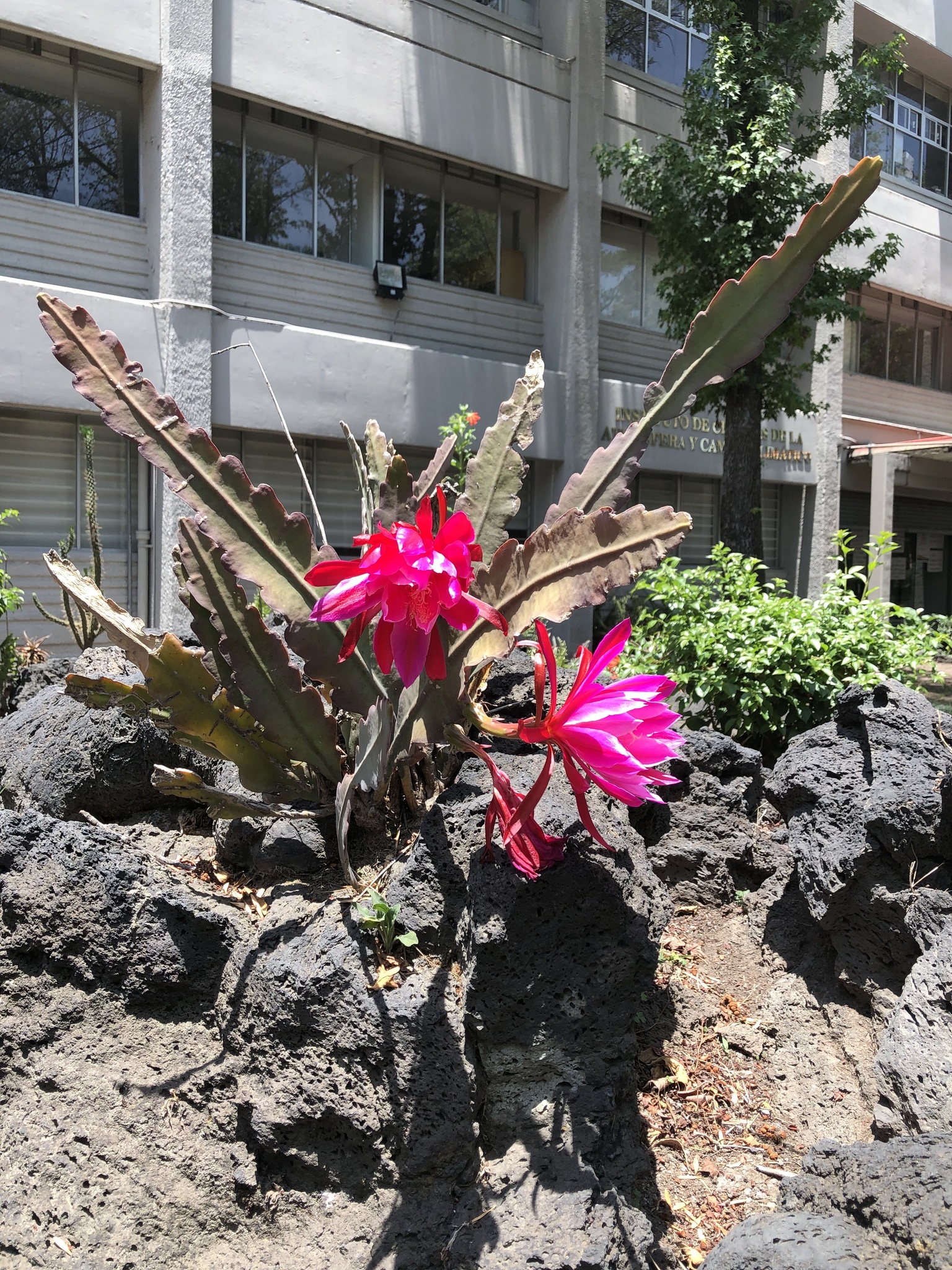 Imagem de Cacto-orquídea