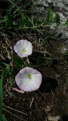 Convolvulus arvensis