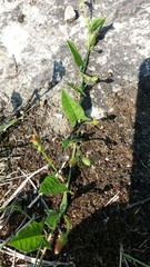 Convolvulus arvensis
