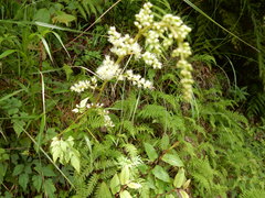 Astilbe longicarpa
