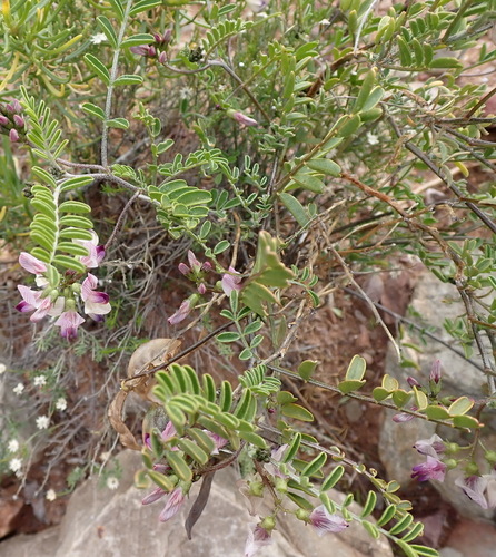 Image of Lessertia annularis by (c) Nicola van Berkel, some rights reserved (CC BY-SA)