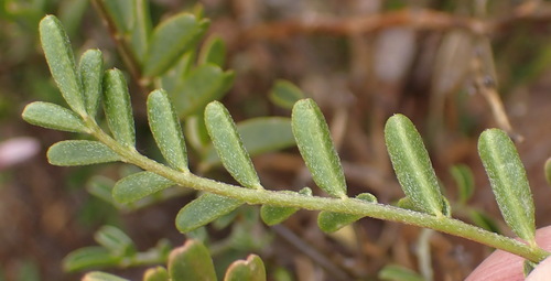 Image of Ring Pods (Lessertia annularis) by (c) Nicola van Berkel, some rights reserved (CC BY-SA)