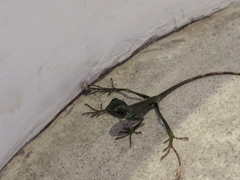 Bronchocela jubata