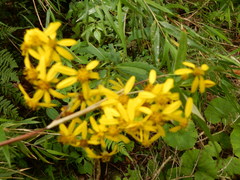 Senecio nemorensis