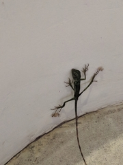 Bronchocela jubata