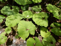 Petasites formosanus