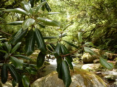 Rhododendron formosanum