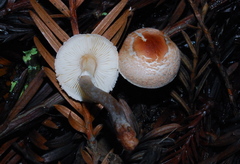 Lepiota castaneidisca image