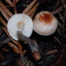 Lepiota castaneidisca - Photo (c) Christian Schwarz, μερικά δικαιώματα διατηρούνται (CC BY-NC), uploaded by Christian Schwarz