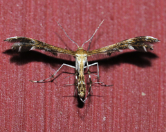 Dejongia lobidactylus