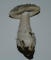 Amanita protecta image