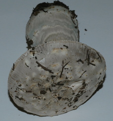 Amanita protecta image