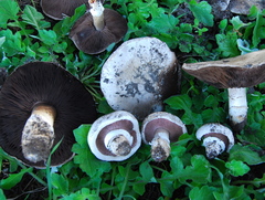 Agaricus bitorquis image