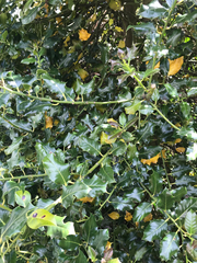 Ilex aquifolium