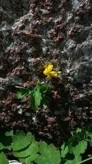 Chelidonium majus