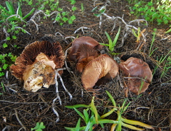 Tricholoma fracticum image