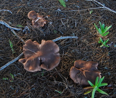 Tricholoma fracticum image