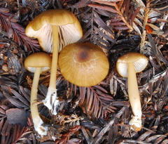 Entoloma formosum image