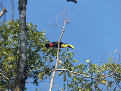 Ramphastos brevis