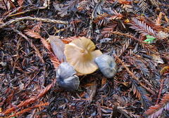 Entoloma formosum image