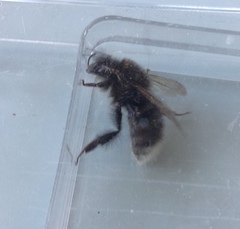 Bombus