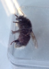 Bombus
