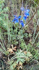 Delphinium bicolor