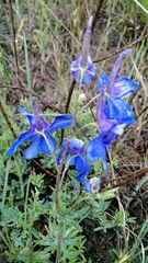 Delphinium bicolor