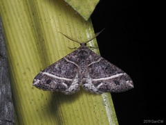 Harutalcis atrostipata
