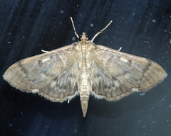 Herpetogramma aeglealis