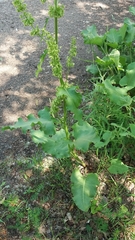 Rumex