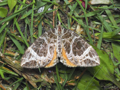 Eustroma aurantiaria