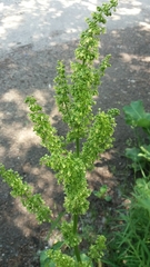 Rumex