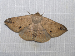 Ericeia inangulata