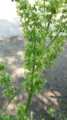 Rumex