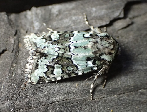 Collared Arches Moth photo 5