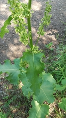 Rumex