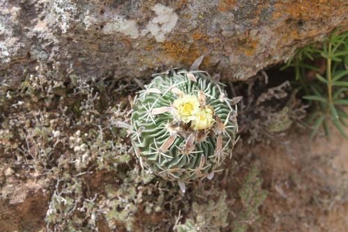Echinofossulocactus phyllacanthus