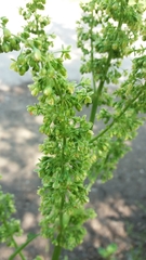 Rumex