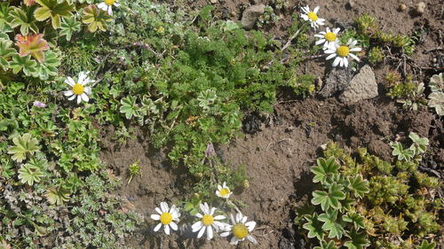 Anthemis tigreensis